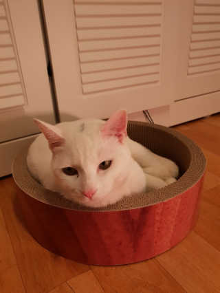 [펫토리아] 한발뚝딱 고양이 스크래쳐 BEST상품 — 4점을 준 리뷰어가 2019년 2월 올린 사용 사진