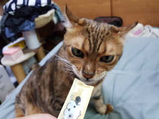 [펫토리아]짜먹는 한입뚝딱 강아지.고양이 마약간식 — 5점을 준 리뷰어가 2019년 8월 올린 사용 사진