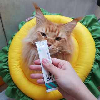 냥냥러버님이 올린 리뷰 사진 4