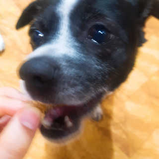 핑쿠돼지도도님이 올린 리뷰 사진 4