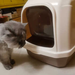 [펫토리아] BEST 한큐뚝딱 고양이 후드형 화장실 — 4.83점을 준 리뷰어가 2019년 1월 올린 사용 사진