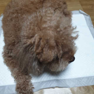 BakVeronica님이 올린 리뷰 사진 1