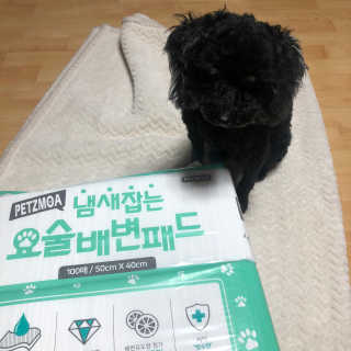 페츠모아 냄새잡는 요술배변패드 — 4점을 준 리뷰어가 2020년 3월 올린 사용 사진