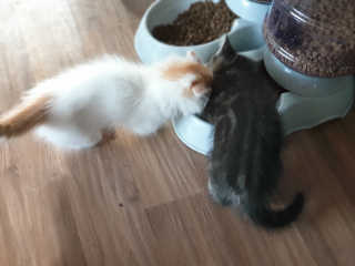 [펫토리아] 퍼스트메이트 고양이 사료 — 5점을 준 리뷰어가 2019년 5월 올린 사용 사진