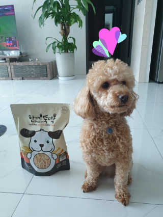 [펫토리아] 맛도 영양도 BEST 한끼뚝딱 강아지 사료 — 5점을 준 리뷰어가 2019년 4월 올린 사용 사진