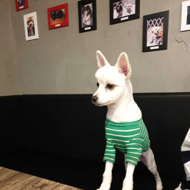 [말랑말랑애견까페] 커피메뉴 택2 + 무제한 놀다가기 리뷰 사진