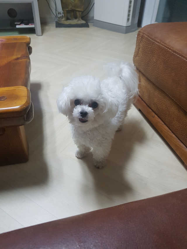 [펫토리아] BEST 한입뚝딱 실속형 강아지 덴탈껌 리뷰 사진
