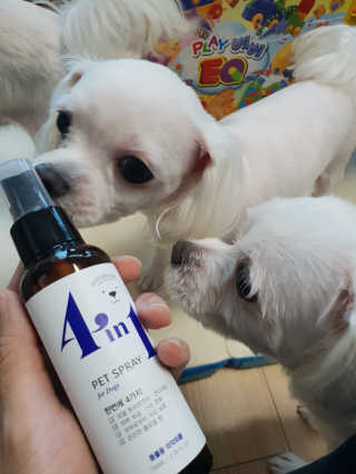강아지스토리 포인원 모이스처 미스트 100ml — 5점을 준 리뷰어가 2018년 11월 올린 사용 사진