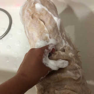 잠보아 펫 아톱 샴푸 — 4.5점을 준 리뷰어가 2019년 9월 올린 사용 사진