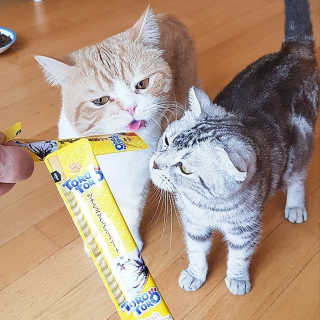 펫토리아 짜먹는 토로토로 고양이 파우치 간식 — 5점을 준 리뷰어가 2019년 6월 올린 사용 사진