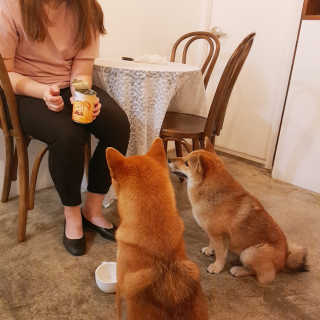 [펫토리아]배피 고양이,빌리강아지 대용량주식캔 — 5점을 준 리뷰어가 2019년 7월 올린 사용 사진
