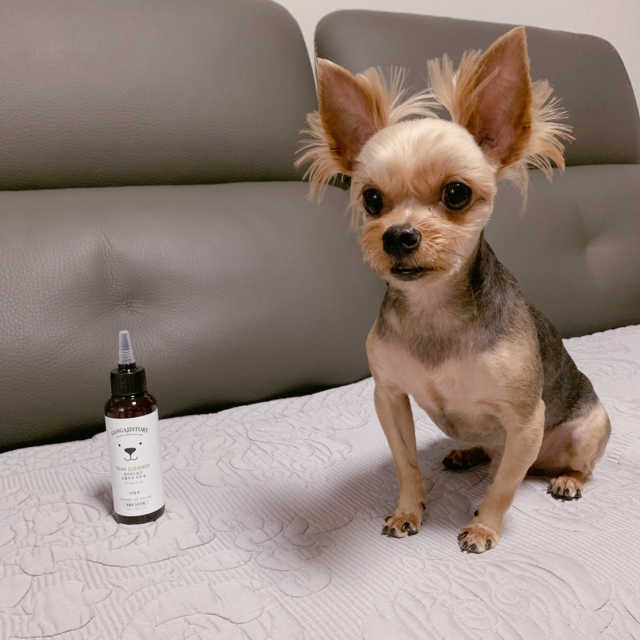 강아지스토리 장미꽃수 눈물자국 냄새 지우개 100ml 리뷰 사진