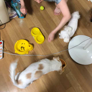 펫토리아 퍼스트메이트 도그and 캣 그레인프리 치킨과블루베리 — 4.67점을 준 리뷰어가 2018년 9월 올린 사용 사진