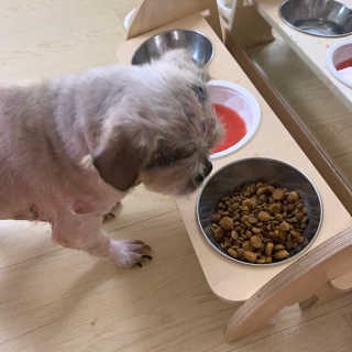 펫토리아 한끼뚝딱 클래식 국산 건식사료 — 4.5점을 준 리뷰어가 2019년 7월 올린 사용 사진
