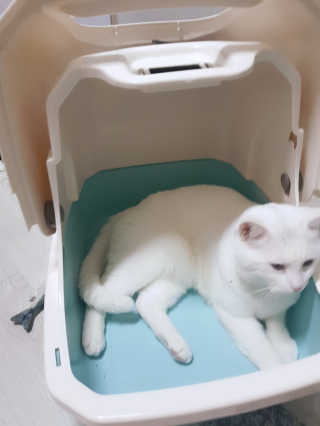 [펫토리아] BEST 한큐뚝딱 고양이 후드형 화장실 — 4점을 준 리뷰어가 2019년 1월 올린 사용 사진