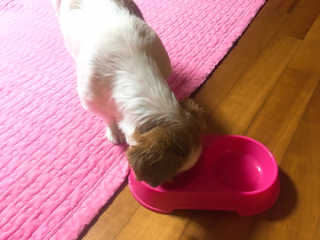 [펫토리아]짜먹는 한입뚝딱 강아지.고양이 마약간식 — 5점을 준 리뷰어가 2019년 8월 올린 사용 사진