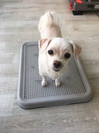 [펫토리아] 한판뚝딱 강아지 배변판 실속형,초대형 — 5점을 준 리뷰어가 2019년 6월 올린 사용 사진