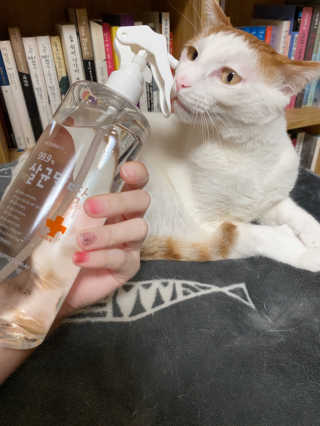 [펫토리아]살균뚝딱 강아지 고양이 살균소독제 탈취제 — 5점을 준 리뷰어가 2020년 3월 올린 사용 사진