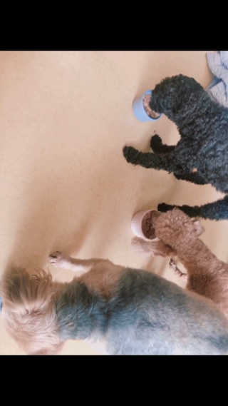 [펫토리아] 한캔뚝딱 강아지 주식캔 12종 콤보 — 5점을 준 리뷰어가 2019년 8월 올린 사용 사진