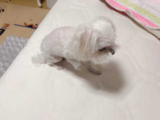댑빵이님이 올린 리뷰 사진 2