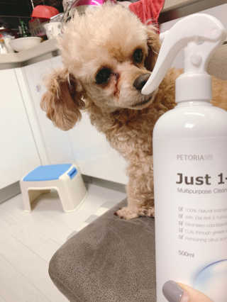 [펫토리아] 뚝딱케어 강아지 고양이 다목적세정제 — 5점을 준 리뷰어가 2020년 2월 올린 사용 사진