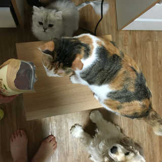 요타짱님이 올린 리뷰 사진 2