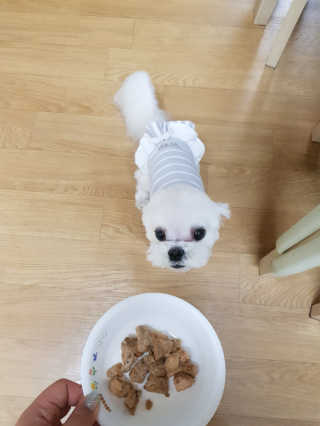 미누시아 촉촉한 닭안심 + 홍삼발효 훈제 말고기 — 5점을 준 리뷰어가 2018년 6월 올린 사용 사진