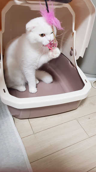 [펫토리아] BEST 한큐뚝딱 고양이 후드형 화장실 — 4.5점을 준 리뷰어가 2019년 1월 올린 사용 사진