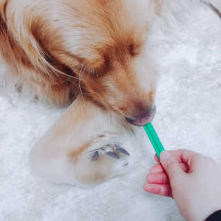 [펫토리아] BEST 한입뚝딱 실속형 강아지 덴탈껌 — 4점을 준 리뷰어가 2019년 2월 올린 사용 사진