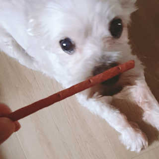 펫토리아 한입뚝딱 국내산 강아지간식 BEST 5종 — 5점을 준 리뷰어가 2019년 5월 올린 사용 사진
