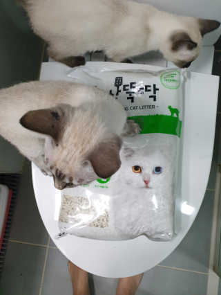 [펫토리아] BEST 고양이두부모래 6L 한삽뚝딱 — 5점을 준 리뷰어가 2018년 12월 올린 사용 사진