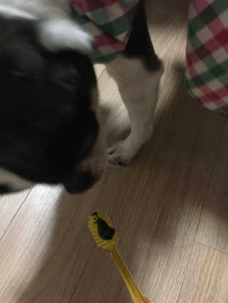 the naked object 디블랙팩치약 디블랙칫솔 세트 — 4점을 준 리뷰어가 2019년 1월 올린 사용 사진
