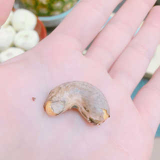 드림캐슈넛 50g X 6개 — 5점을 준 리뷰어가 2018년 9월 올린 사용 사진