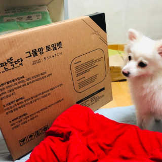 [펫토리아] 한판뚝딱 강아지 배변판 실속형,초대형 — 5점을 준 리뷰어가 2019년 6월 올린 사용 사진