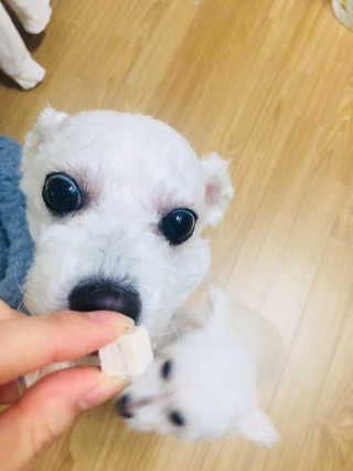 펫츠플레이트 동결건조간식 기호성 테스트 8종 — 5점을 준 리뷰어가 2018년 5월 올린 사용 사진