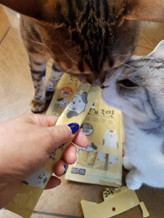 [펫토리아]짜먹는 한입뚝딱 강아지.고양이 마약간식 — 5점을 준 리뷰어가 2019년 8월 올린 사용 사진