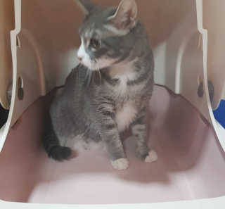[펫토리아] BEST 한큐뚝딱 고양이 후드형 화장실 — 4점을 준 리뷰어가 2019년 1월 올린 사용 사진