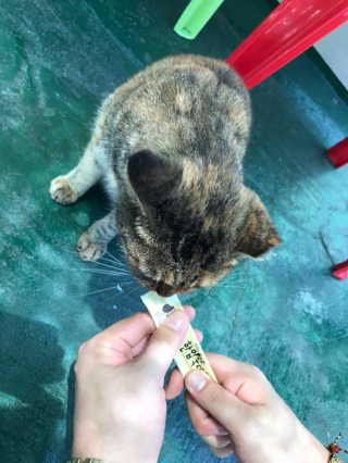 [펫토리아]짜먹는 한입뚝딱 강아지.고양이 마약간식 — 5점을 준 리뷰어가 2019년 8월 올린 사용 사진