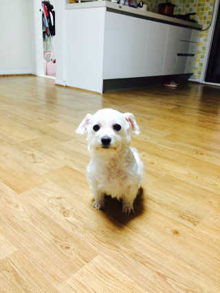 오빠독 국내산 강아지 간식 수제 큐브 4종 — 4.5점을 준 리뷰어가 2018년 4월 올린 사용 사진