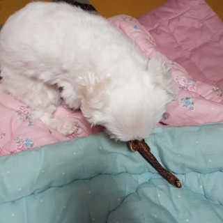 엘비스님이 올린 리뷰 사진 3
