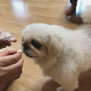 펫츠플레이트 동결건조간식 기호성 테스트 8종 — 5점을 준 리뷰어가 2018년 6월 올린 사용 사진