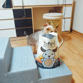 [펫토리아] 맛도 영양도 BEST 한끼뚝딱 강아지 사료 — 4.5점을 준 리뷰어가 2019년 4월 올린 사용 사진