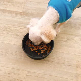 [펫토리아] 맛도 영양도 BEST 한끼뚝딱 강아지 사료 — 4.5점을 준 리뷰어가 2019년 4월 올린 사용 사진