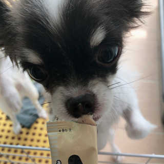 [펫토리아]짜먹는 한입뚝딱 강아지.고양이 마약간식 — 5점을 준 리뷰어가 2019년 7월 올린 사용 사진