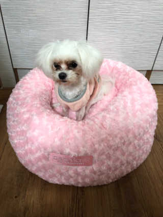 [펫토리아] 댕댕이들 BEST베펫쿠션 — 5점을 준 리뷰어가 2018년 12월 올린 사용 사진