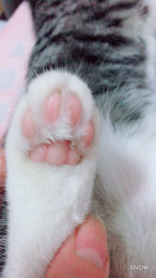 징니คʕ•ﻌ•ʔค님이 올린 리뷰 사진 1