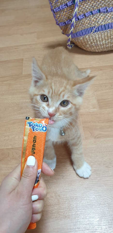 짜먹는 토로토로 고양이 파우치 간식 리뷰 사진