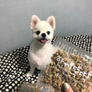 [펫토리아] 맛도 영양도 BEST 한끼뚝딱 강아지 사료 — 5점을 준 리뷰어가 2018년 12월 올린 사용 사진
