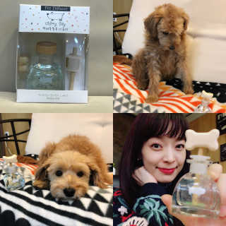 오!마이실리 오마이실리 반려동물 디퓨저 — 5점을 준 리뷰어가 2017년 11월 올린 사용 사진