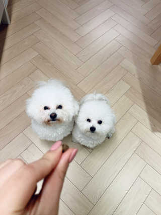 러비댕댕님이 올린 리뷰 사진 3